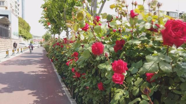 最美月季花景色 a35f2541158348d78759aba18656be61.jpeg