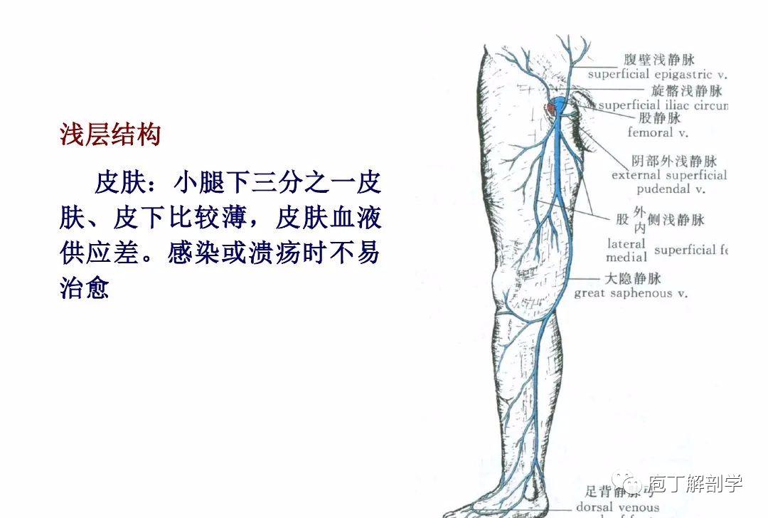 下肢腿部功能解剖