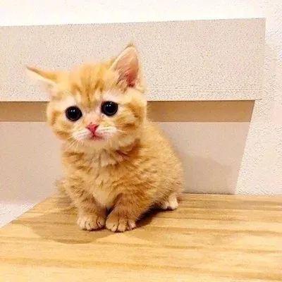 橘色狸花猫 简称"橘猫"