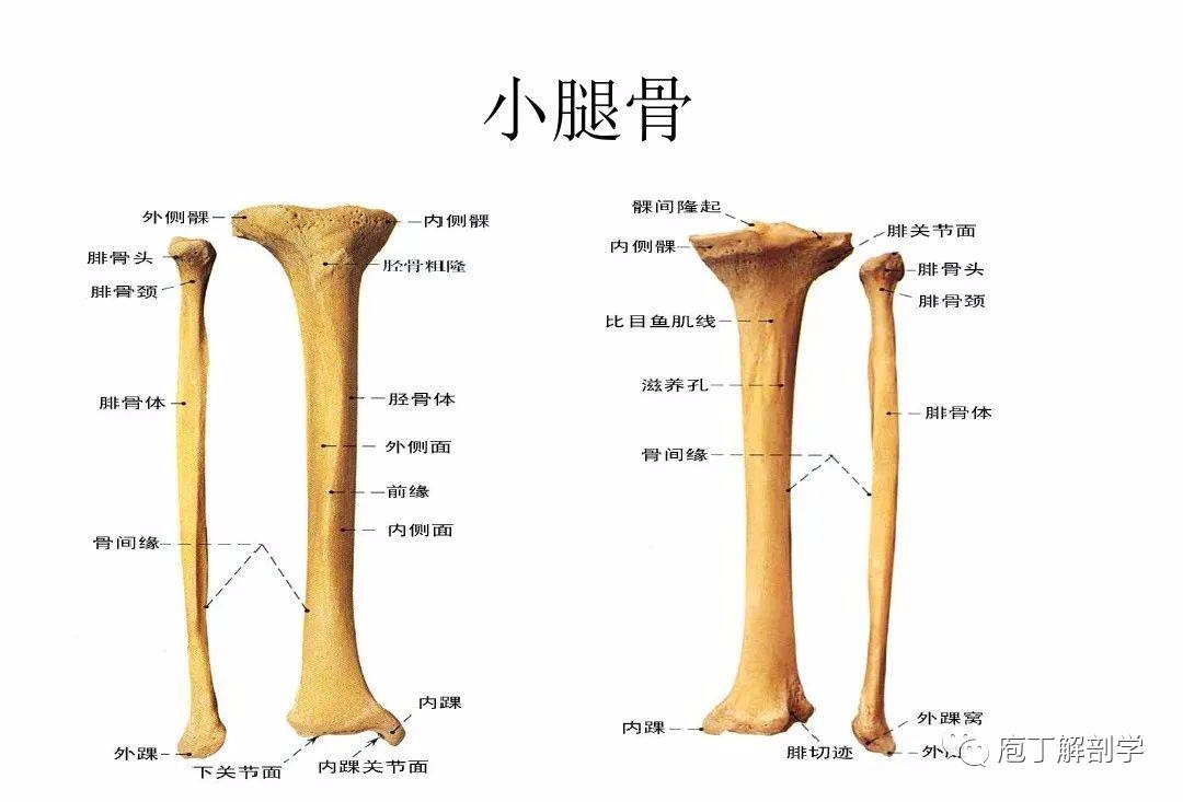 下肢腿部功能解剖