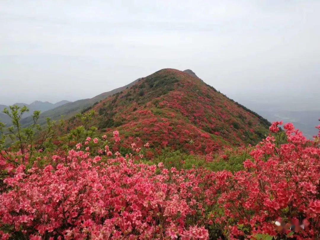 玉华山限流管控公告