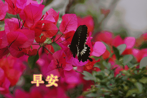 美丽漂亮的早上好图片,蝴蝶非常漂亮的花,早安!