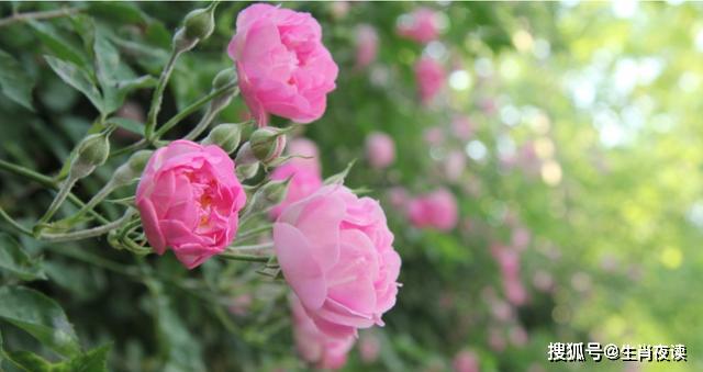 重逢的温情,梦见久违友人赠帽,喜上眉梢的梦境解析 重逢的温情,梦见久违友人赠帽,喜上眉梢的梦境解析