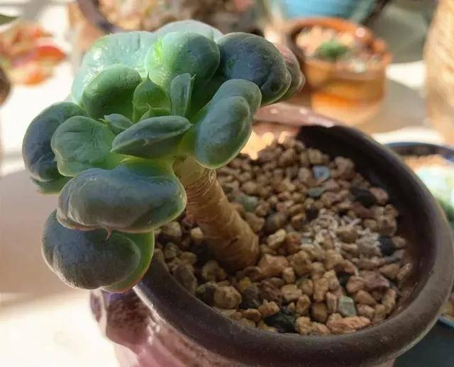 多肉水浇多了叶子会变软吗 d670434d9ee84cf8b34605fa76b396a5.jpeg