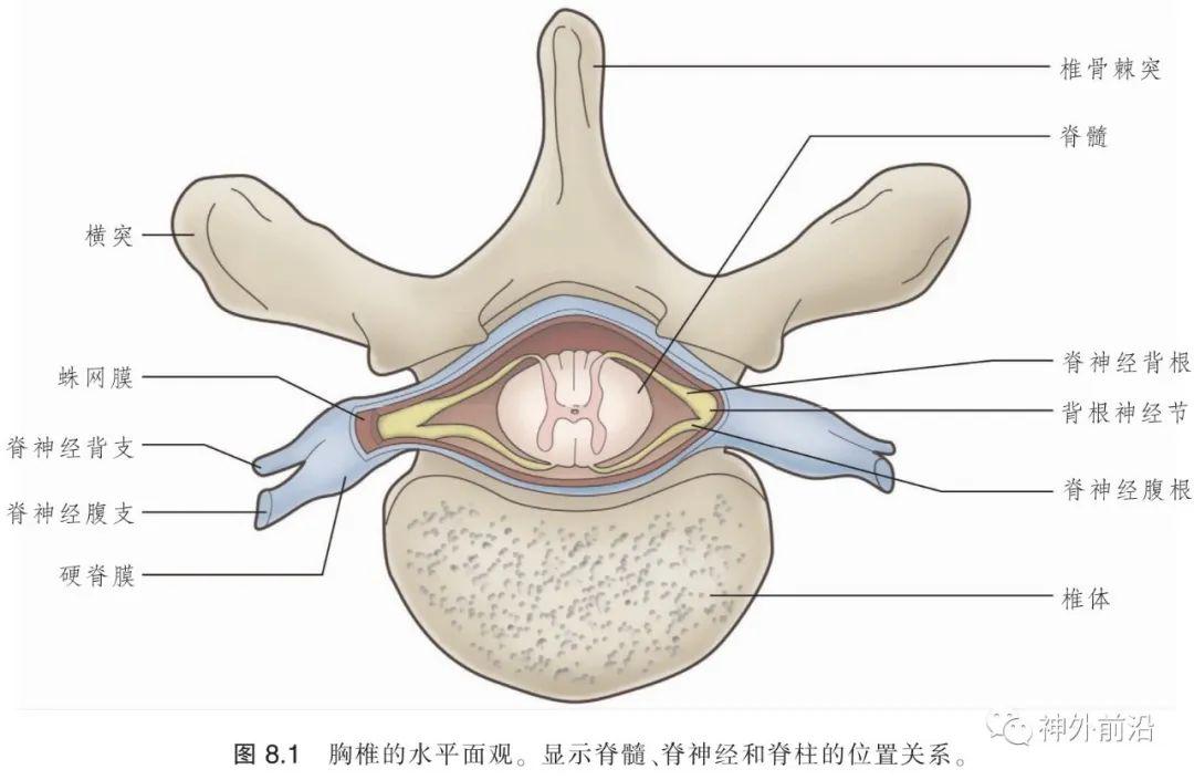 解剖   脊髓的外形:局部解剖,脊神经,脊髓的被膜