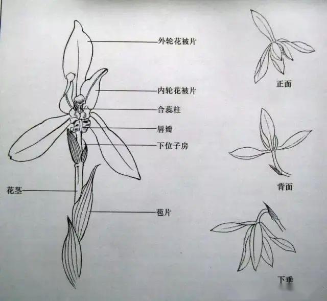 (下面介绍兰花的结构:)