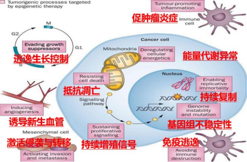 西达本胺GDP_西达本胺(2)