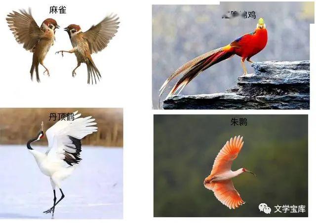 什么仙鹤成语_仙鹤简笔画(3)