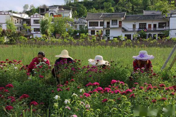 大方县有多少人口_农工党中央赴贵州陕西开展精准健康脱贫调研