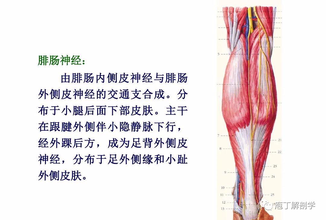 下肢腿部功能解剖