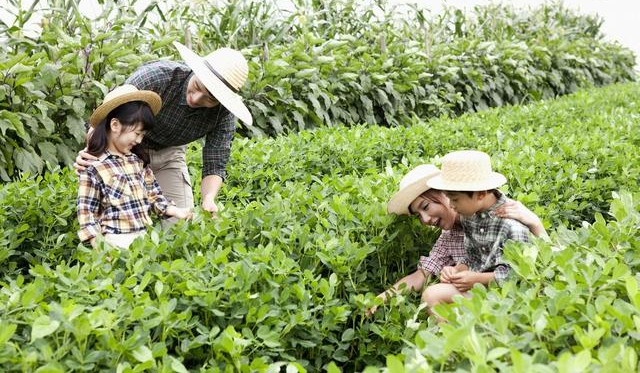 脍炙人口蚂蚁农场_脍炙人口图片(2)