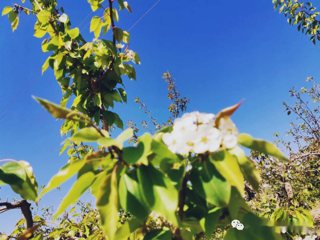 嘉峪关市文殊镇石桥村首届梨花节精彩瞬间抢先看