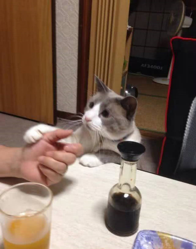 原创猫咪看到主人吃生鱼片立马撒娇想吃馋货模样把主人都逗笑了