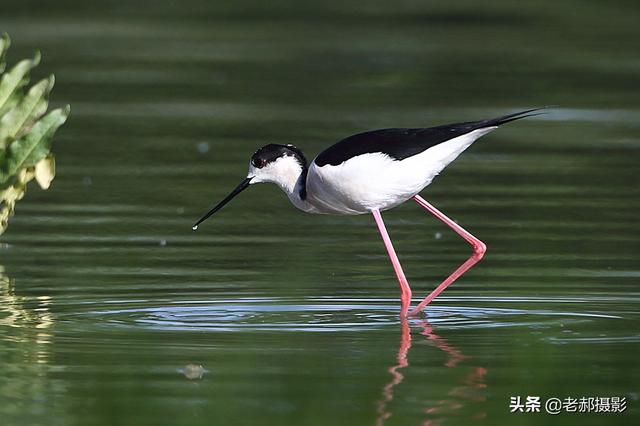 体态修长的黑白色水鸟