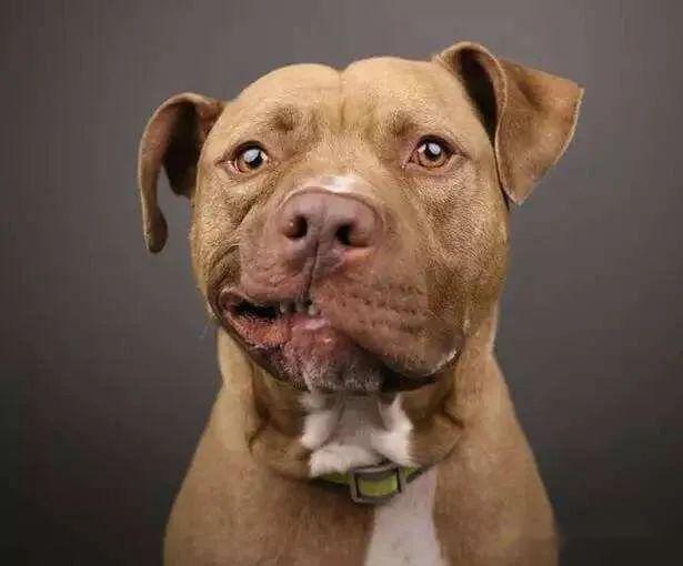 狗狗怎么养才不叫 157b1aa253a34671ac5b39a0d7e48ff8.jpeg