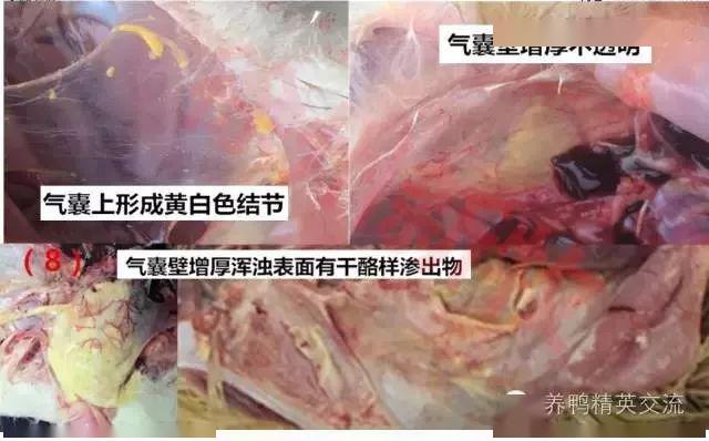 番鸭细小病毒:胰腺充血.