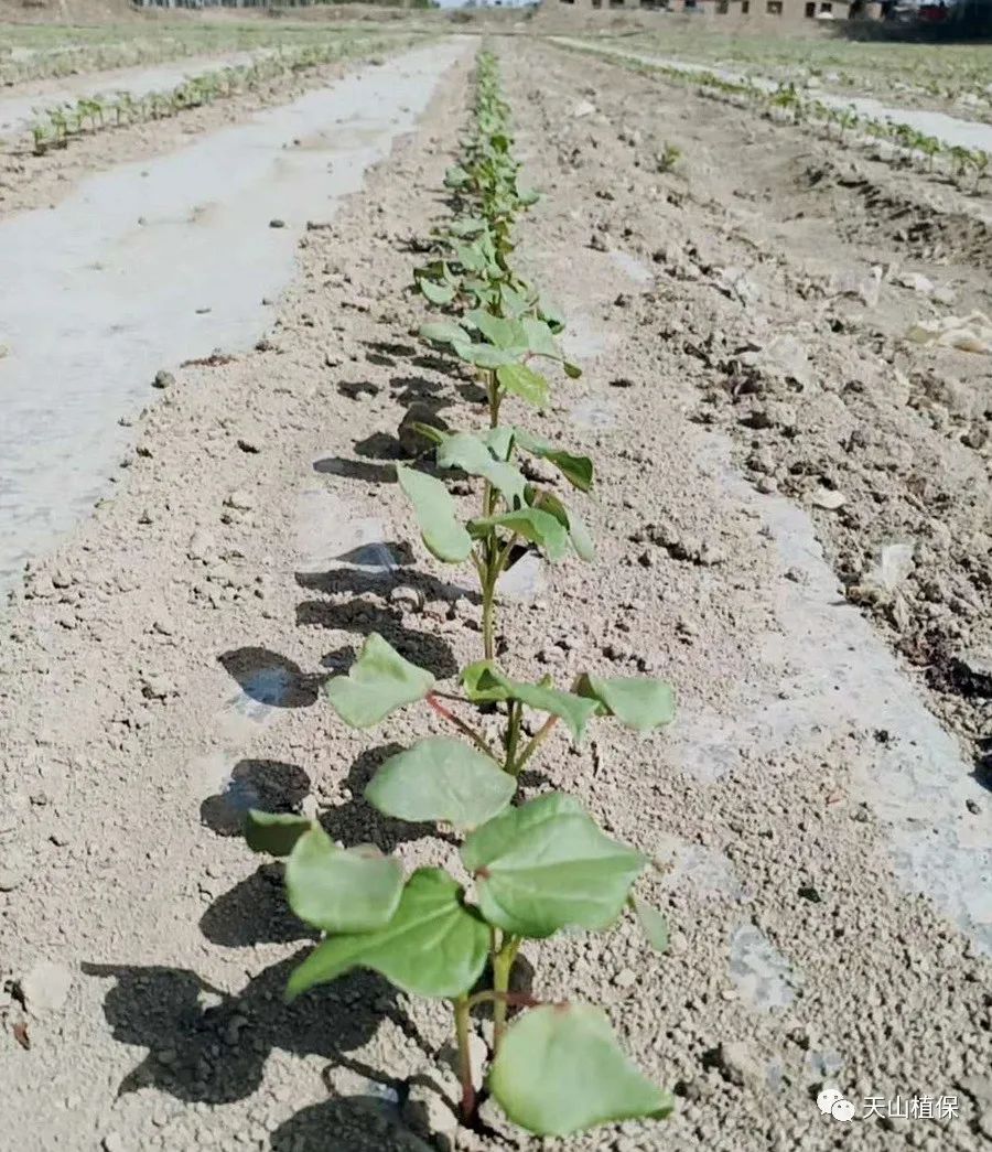 2020年八师棉花苗期管理技术要点