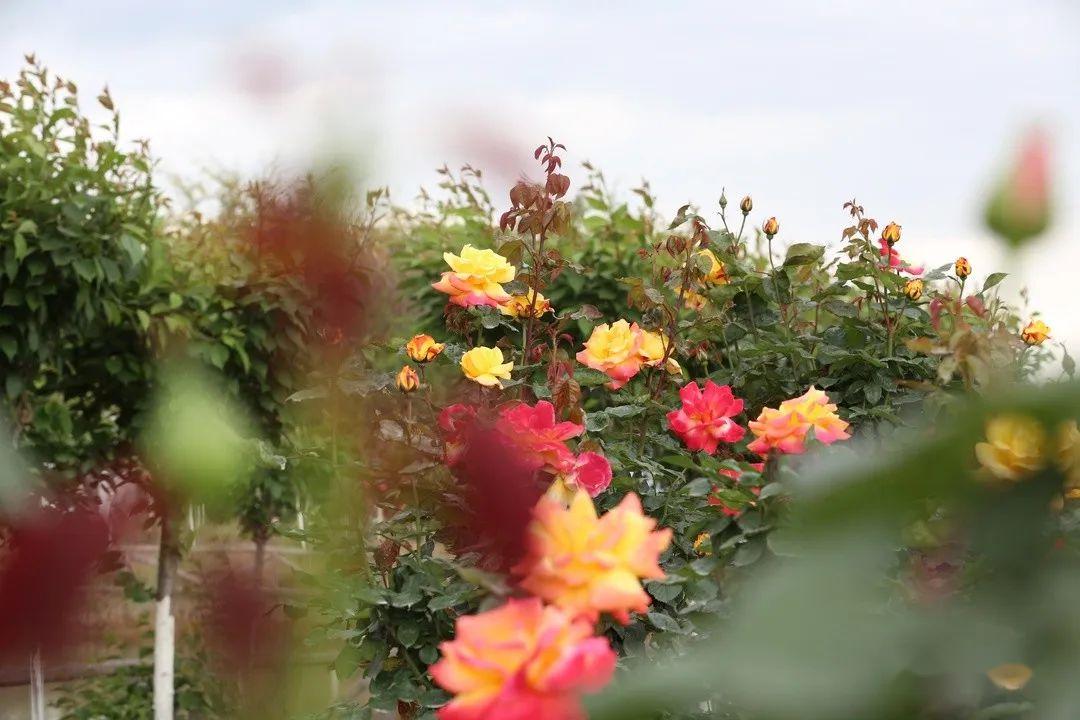 【推荐】广汉赏花地图送给你们,趁着假期快来赏花拍照