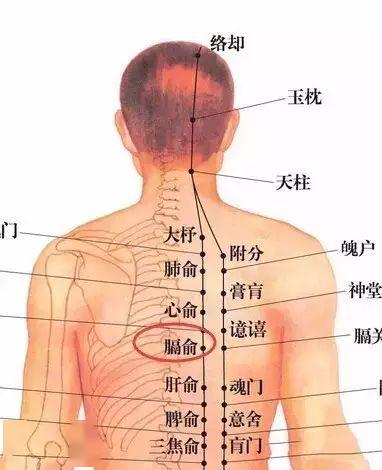 人有几个肾在哪个部位 3b3a04f1af734cf184555ec6c29f789c.jpeg