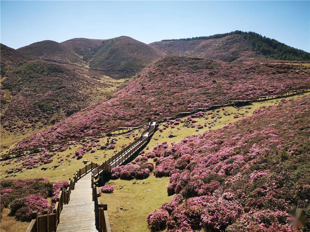 人间四月正芳菲 位于海拔3000米高寒山区的 马鹿塘杜鹃花海景区 地处