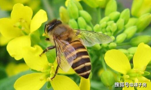 地位,建设世界蜂业强国,实现中国蜂业现代化,就必须大力弘扬蜜蜂精神