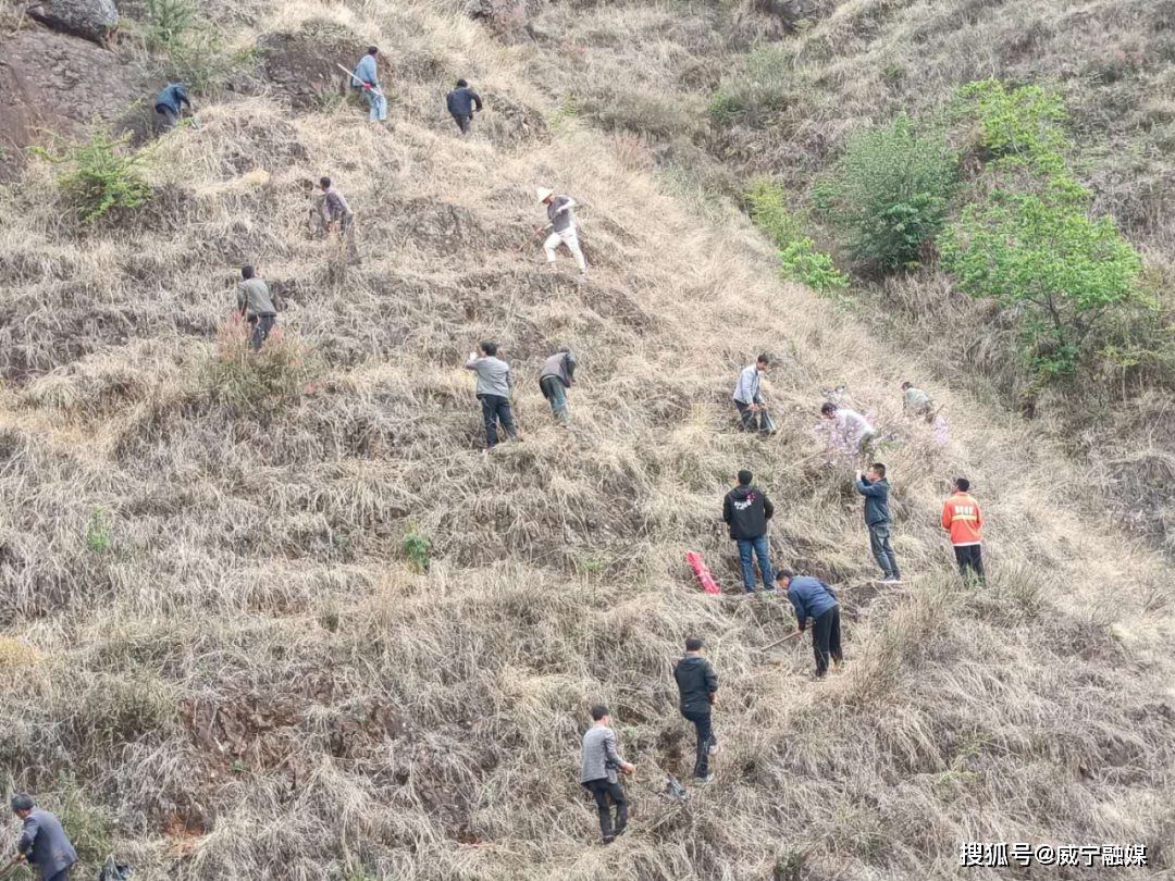 金斗镇干部群众植树造林