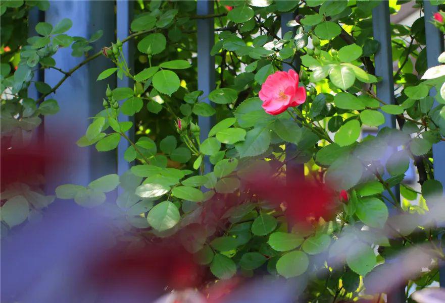 蔷薇花几年可以长成花墙 4e6f9157771c47ee93443f78e7c95d5b.jpeg