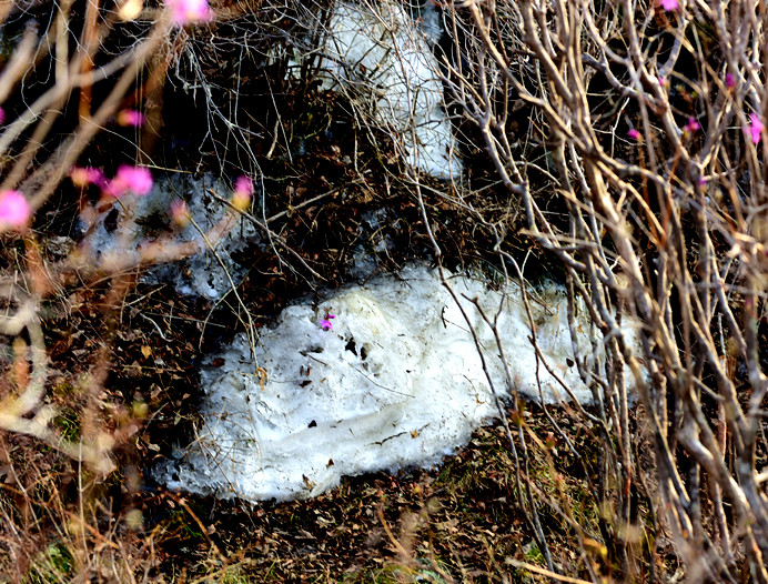 “花溪沐”杜鹃一鸣惊人
