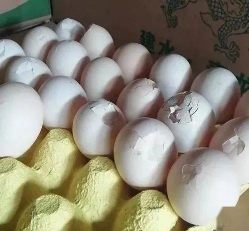 白皮蛋,沙皮蛋,脆皮蛋,畸形蛋等产生的原因