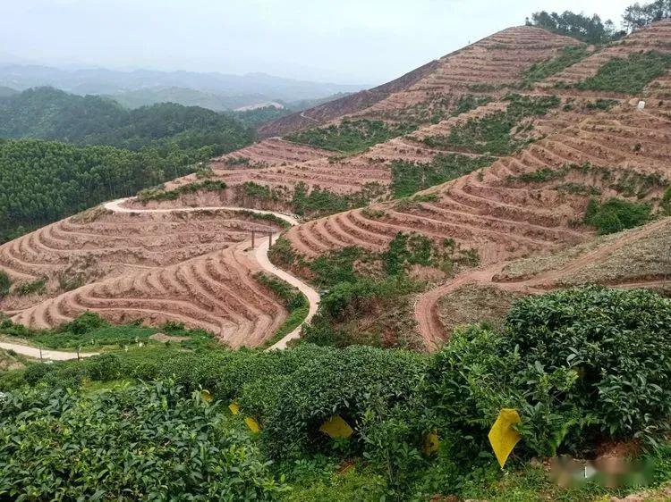 馨香园到金山镇搭岭村怎么走_东平湖金山坝怎么走