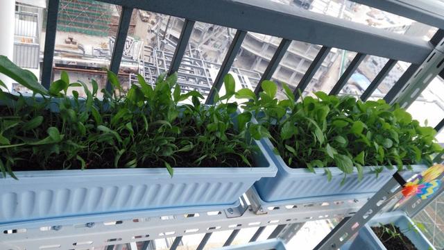 家里种菜与GDP_家里种菜卡通图解