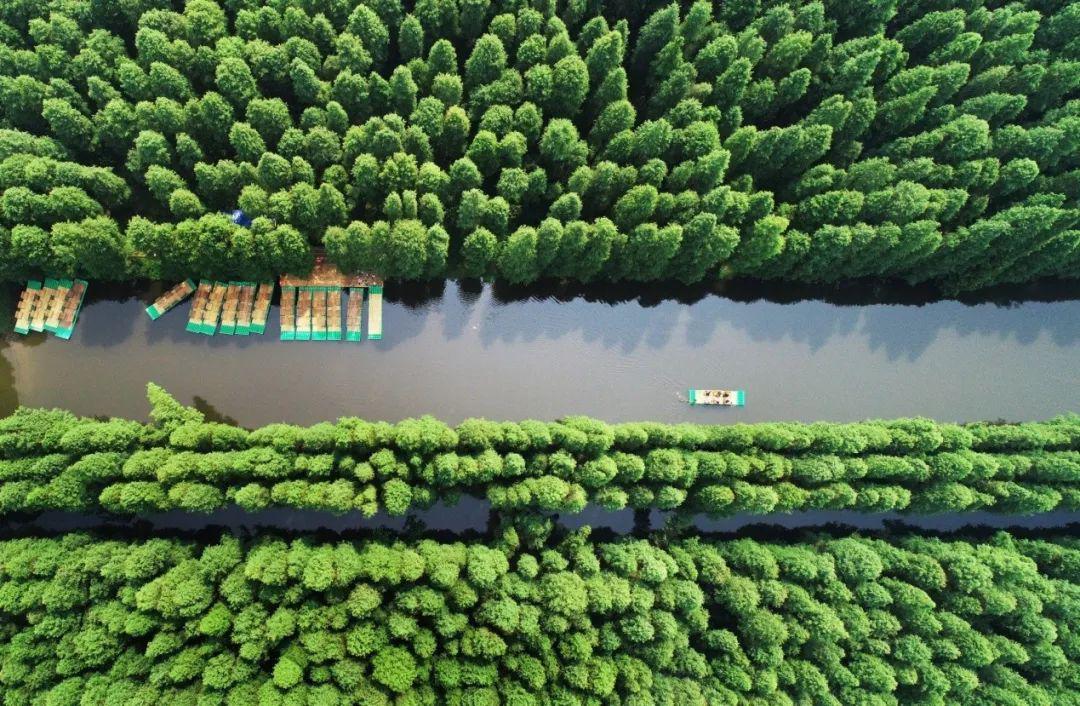 金湖水上森林景区