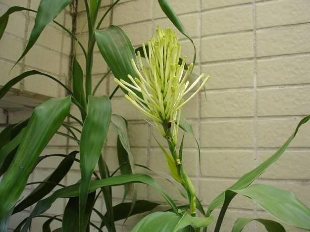 富贵竹怎么养根才会长得快 7cb5283229a74cc6b051d06e87645658.jpeg