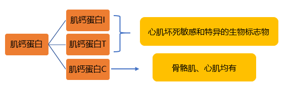 肌钙蛋白i vs 肌钙蛋白t,到底有什么区别?_ctn