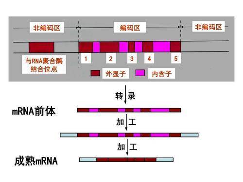 dna总长度比地月距离还长如此长的dna是怎么组装在一起的