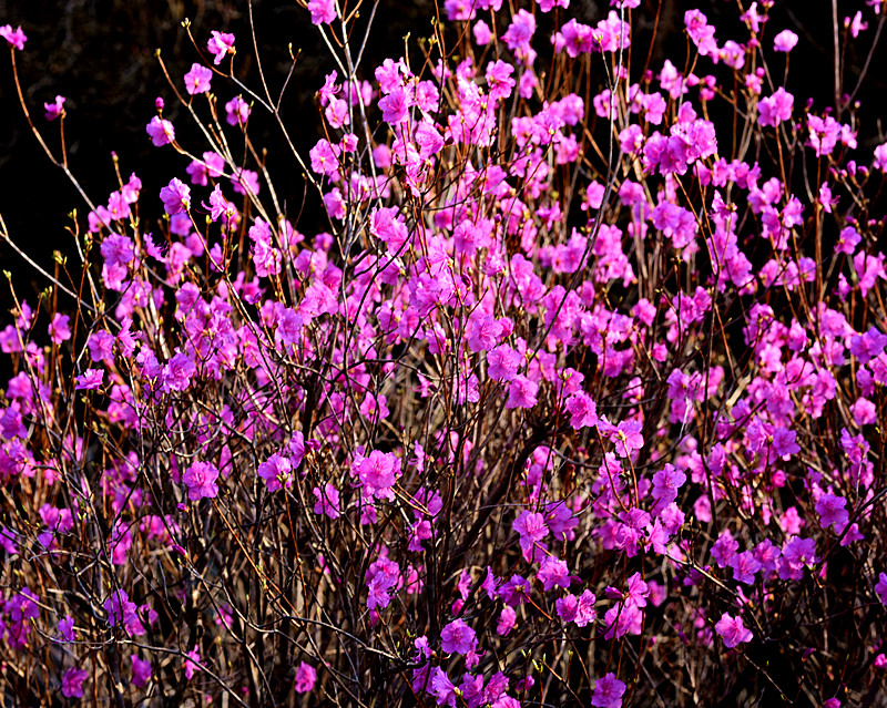 “花溪沐”杜鹃一鸣惊人