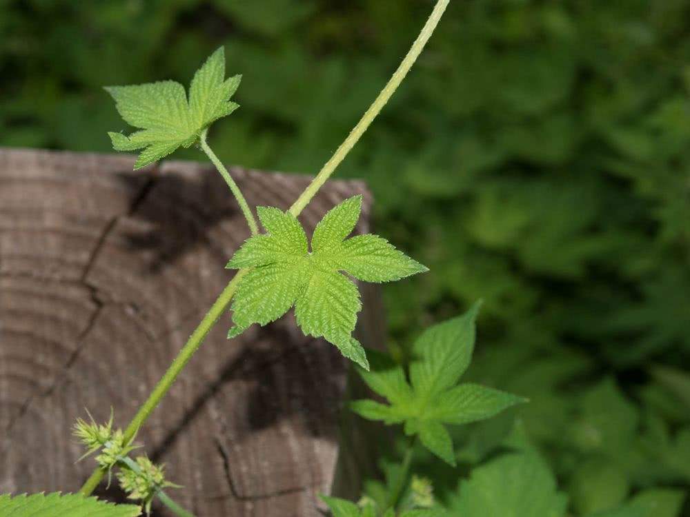 农村常见植物拉拉秧能够入药还能当饲料为啥村民却说害草