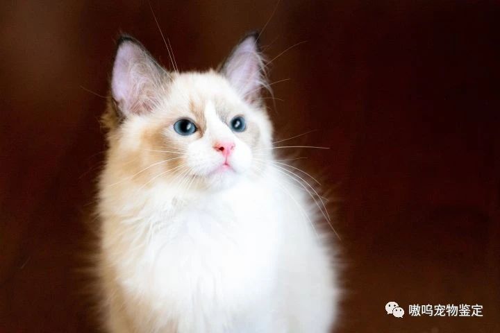 布偶猫如何鉴定和看品相好坏如何选择一只合适的布偶猫