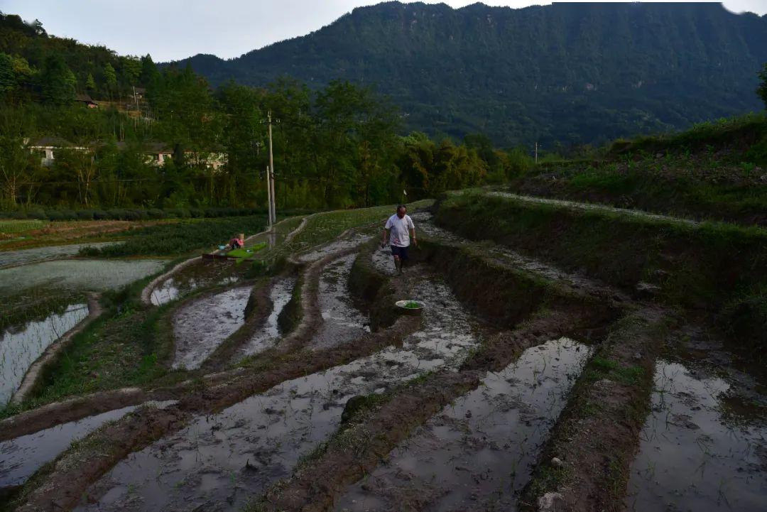 洪雅的人口_洪雅地图