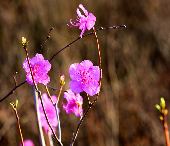 “花溪沐”杜鹃一鸣惊人