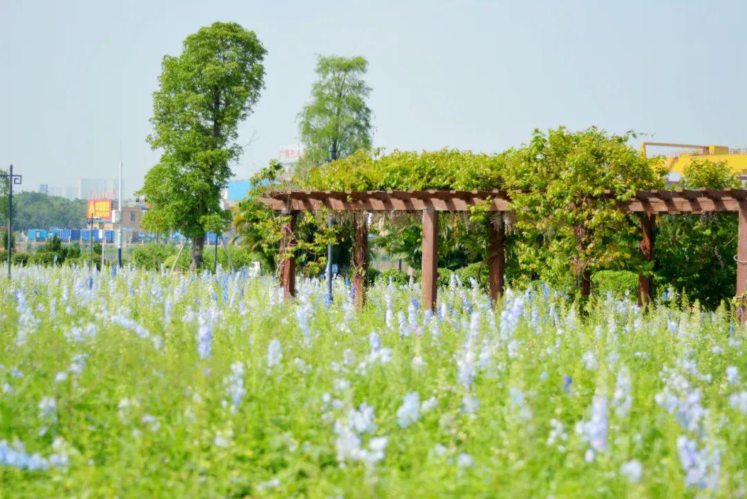 硫华菊,波斯菊.南海多片花海热情绽放,免费观赏!