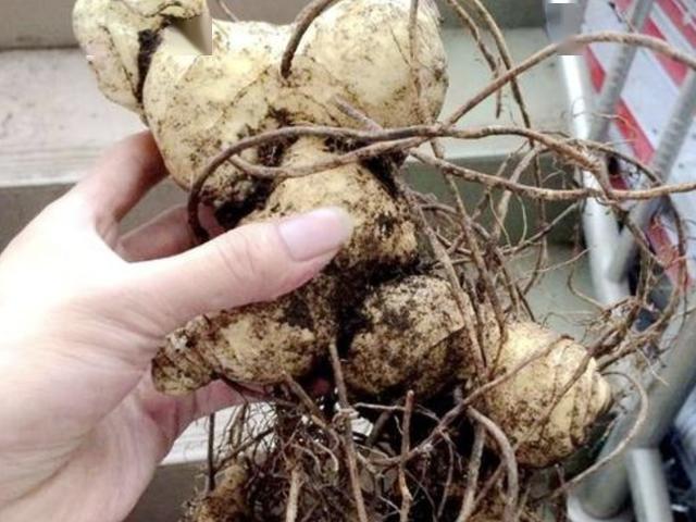 哪里买姜 a1806db517bf41f2a64eb251427a86c4.jpeg