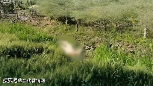 近日,江苏无锡.江阴市金童小区一处河沟里发现一具全身赤裸女尸.