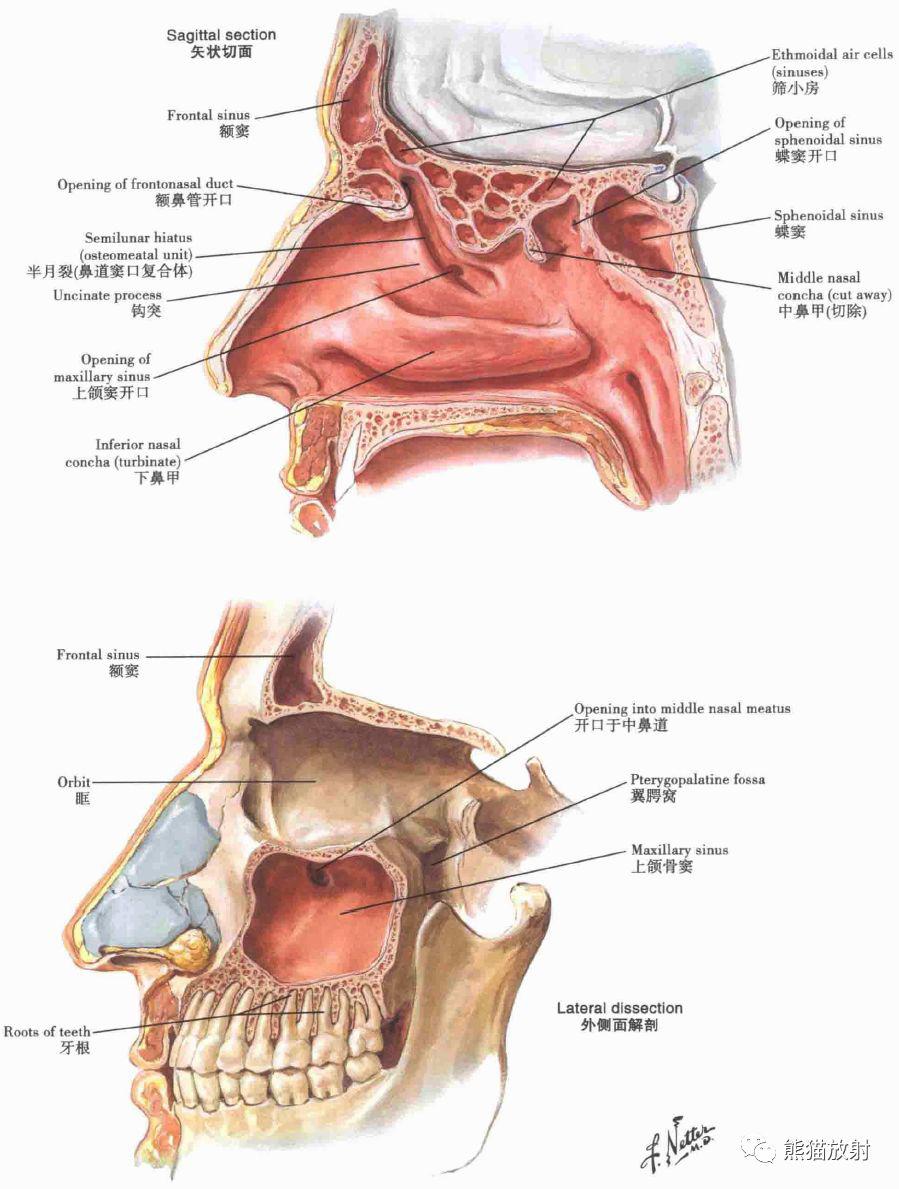 解剖头颈丨鼻,鼻腔,鼻窦