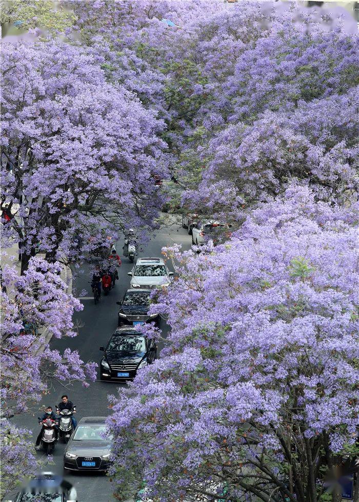 观赏蓝花楹的"网红路" 教场中路道路 5月1日 昆明教场中路蓝花楹大道