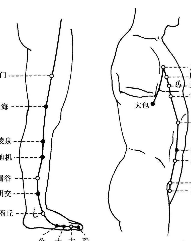 足太阴脾经