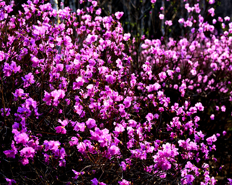 “花溪沐”杜鹃一鸣惊人