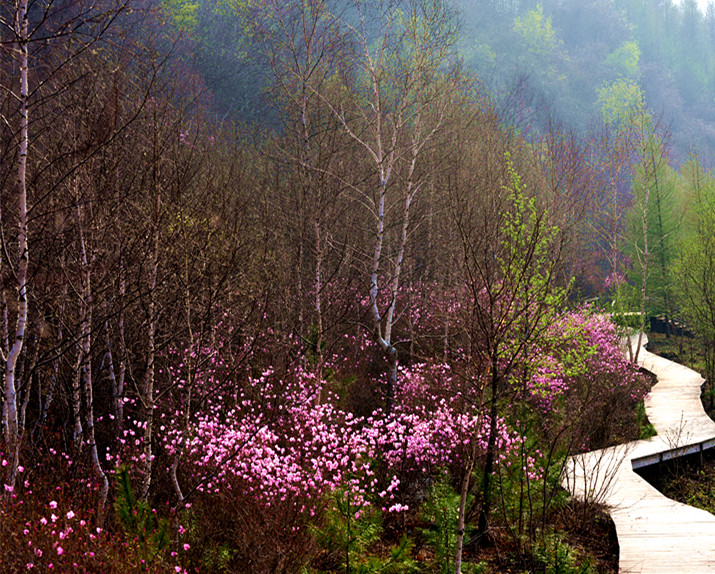 “花溪沐”杜鹃一鸣惊人