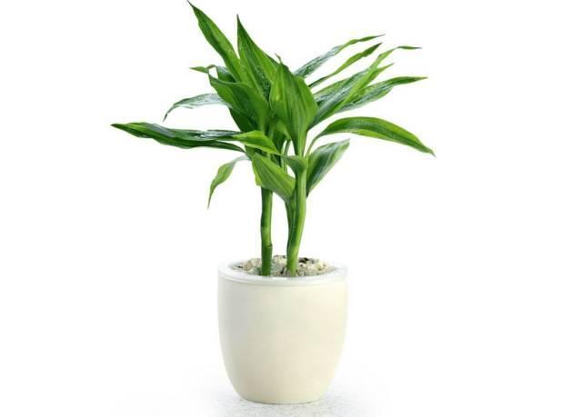 富贵竹怎么养活 d48c7d92c5ff4f30a3a493be58488cbc.jpeg