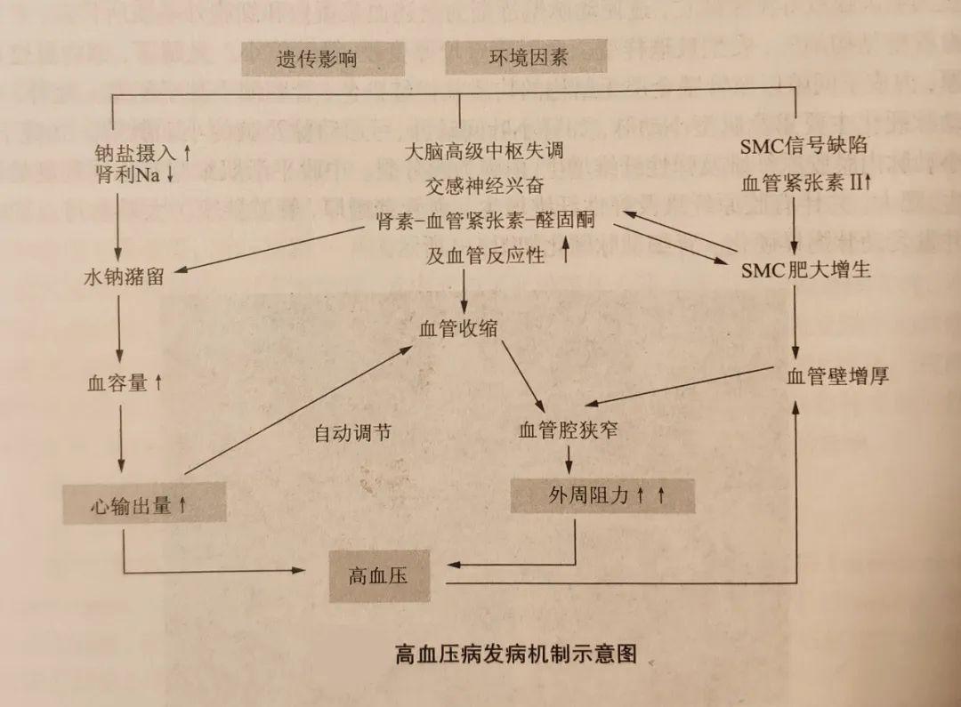 高血压病发病机制科学家用一句话指出了高血压病的本质:高血压病是以